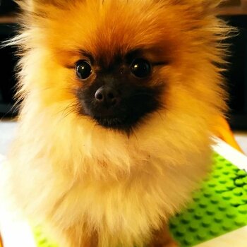 Female Pomeranian