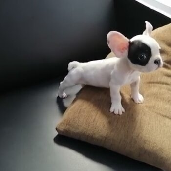 French Bulldog Puppy For Sale（法国斗牛犬 幼犬）(019 - 480 6689 Grace)