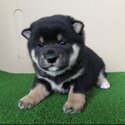 Shiba Inu Puppy For Sale Malaysia (Imported lineage)(019 - 480 6689 Grace)-5