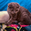 Male Scottish Fold for Sell -0
