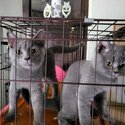 British Short Hair Kittens for Sale-2