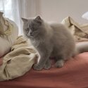 PERSIAN CAT FOR SALE (PURE BREED)-0