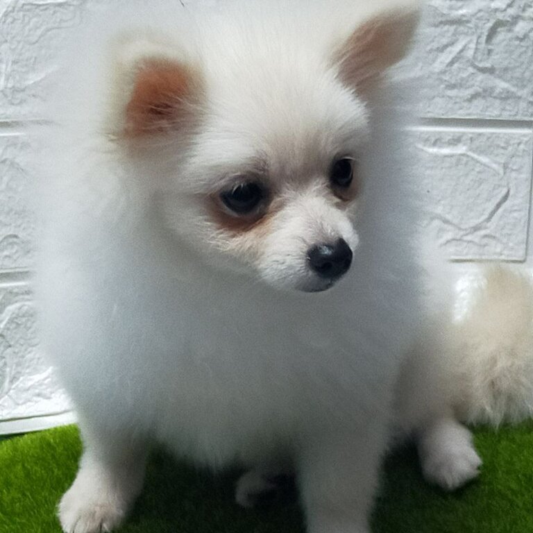 pomeranian