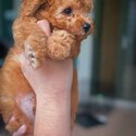 Toy Poodle Puppy For Sale (019 - 480 6689 Grace)-3