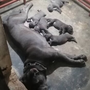 Cane Corso Puppy For Sale @ Malaysia (019 - 480 6689 Grace) 