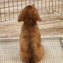 Dachshund Long Hair Puppy, 3 Months, Vax'd-5