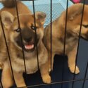 Female Shiba Looking for Forever Home-3