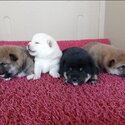 Shiba Inu Puppy For Sale Malaysia (Imported lineage)(019 - 480 6689 Grace)-1