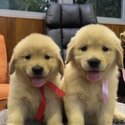 Golden Retriever Puppy For Sale Malaysia (Imported lineage)(019 - 480 6689 Grace)-1