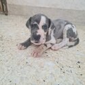 Great Dane Puppy For Sale (019 - 480 6689 Grace)