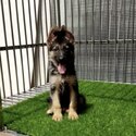 German Shepherd Puppy For Sale (019 - 480 6689 Grace) -2