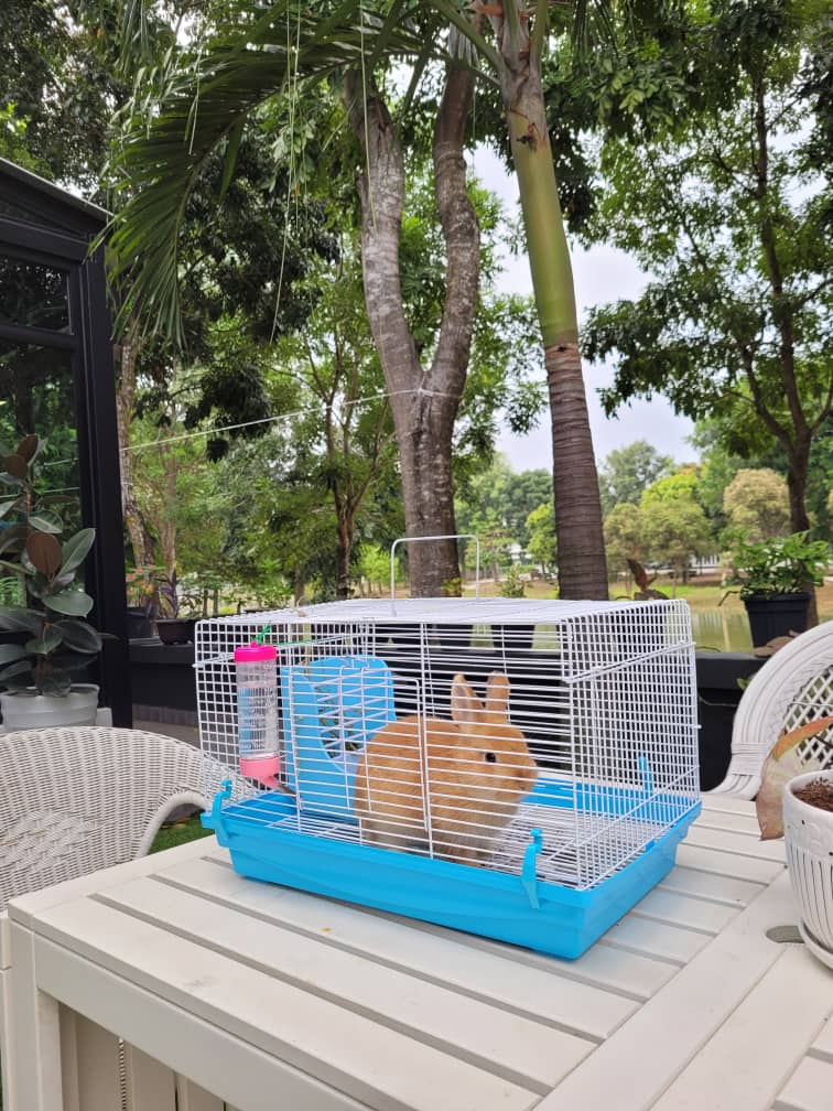 Pure Netherland Dwarf Rabbit With cage and all accessories 