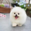 Tiny Pomeranian puppies | WhatsApp at 01117225019