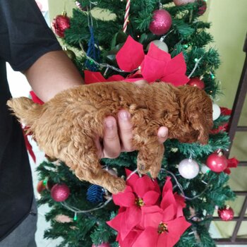 Toy Poodle Puppy For Sale (019 - 480 6689 Grace)