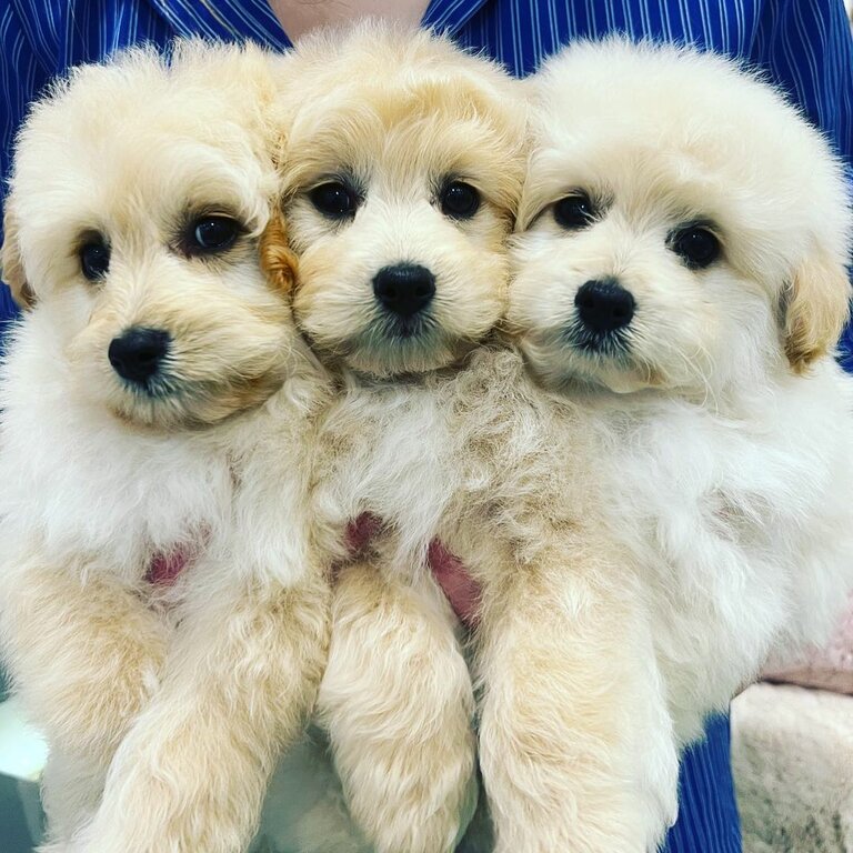 Adorable JAPOODLE Puppies available for new homes 🏠 ❤️🐶