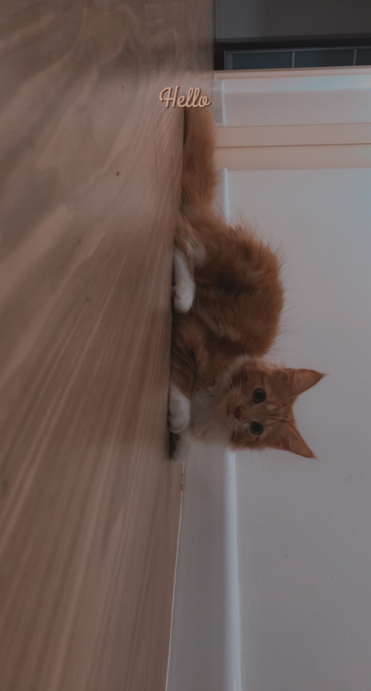 Maincoon Purebreed kitten