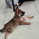 Female Shiba Looking for Forever Home-0