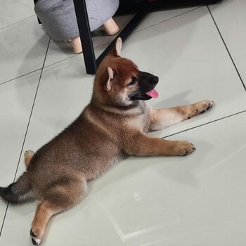 Female Shiba Looking for Forever Home