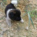 American Akita Puppy For Sale (019 - 480 6689 Grace)-1