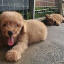 Cute Poodle Puppy-1