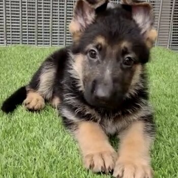 German Shepherd Puppy For Sale (Imported lineage)(019 - 480 6689 Grace)