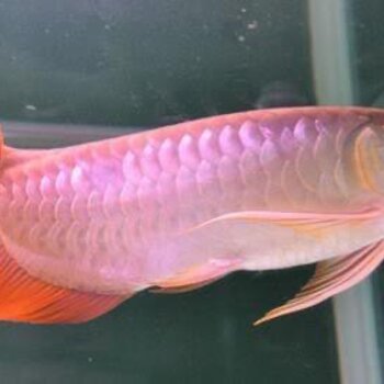 Yellow Wings, Red Arowana Fish 