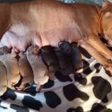 Pure Pitbull Puppies For Sale-3