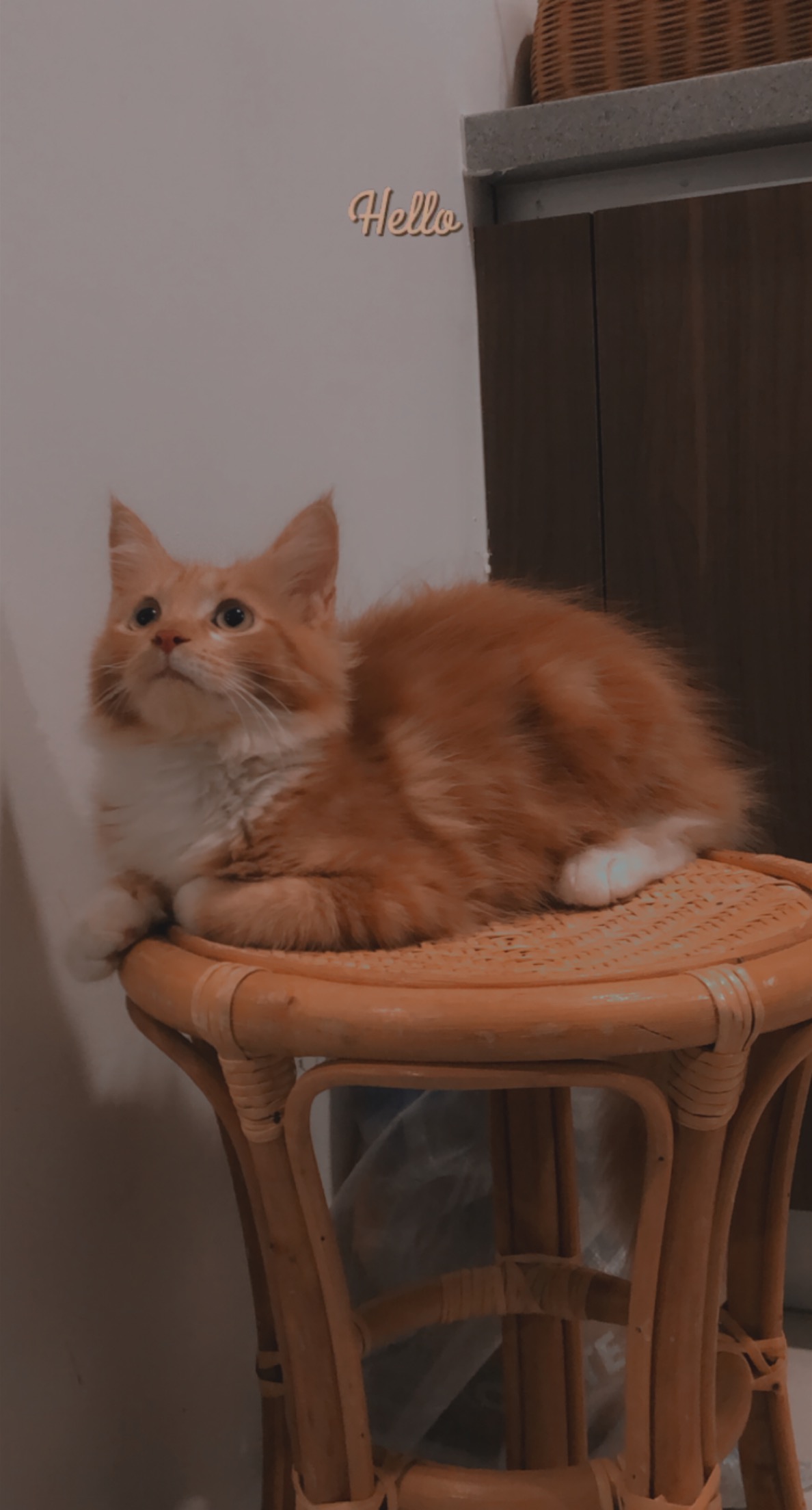 Maincoon Purebreed kitten-2