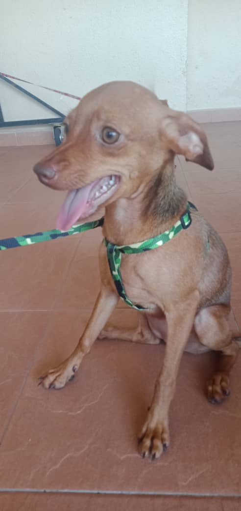 mini pinscher for sale