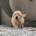 Golden Retriever Puppy For Sale (Imported lineage) (019 - 480 6689 Grace)-2