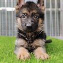 German Shepherd Puppy For Sale (019 - 480 6689 Grace) -1