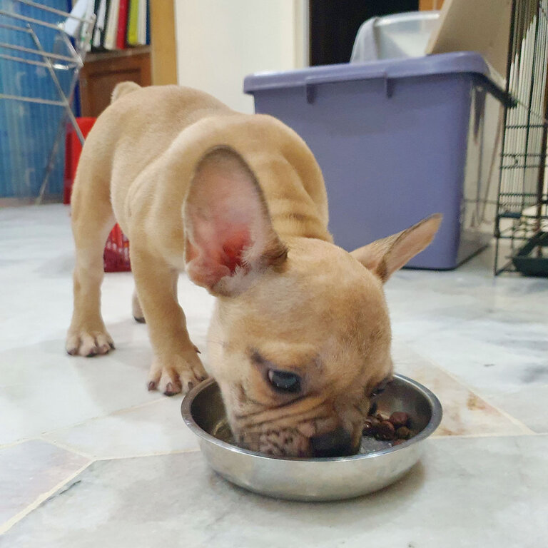 Cute Frenchie Bulldog (Female)