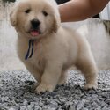Golden Retriever Puppy For Sale (Imported lineage) (019 - 480 6689 Grace)-1