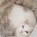 Persian Ragdoll cat to rehome-1