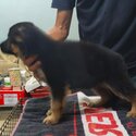 German Shepherd Puppy For Sale Malaysia (Imported lineage)(019 - 480 6689 Grace) -1