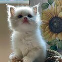 Beautiful Fluffy Ragdoll Kittens-1