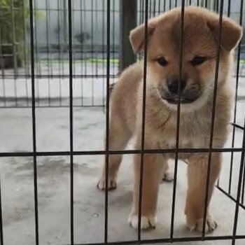 Shiba Inu Puppy For Sale（柴犬 幼犬）(Imported lineage)(019 - 480 6689 Grace)