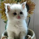 Beautiful Fluffy Ragdoll Kittens-0