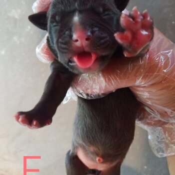 Pure Pitbull Puppies For Sale