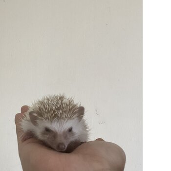 Cute Hedgie