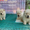 Reg, Chow chow Puppies| WhatsApp +601117225019 -3
