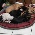 Giving away 5 puppies -4