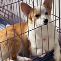 Corgi for Sale-1