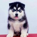 MKA reg. Blue Eyes Siberian Husky Puppies| WhatsApp +60183461300 