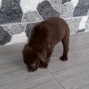 Labrador Puppy For Sale (019 - 480 6689 Grace)-4