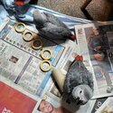 African grey parrots-1