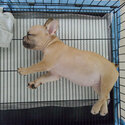 Cute Frenchie Bulldog (Female)-1