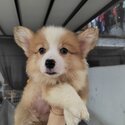 Welsh Corgi Puppy For Sale @ Malaysia (019 - 480 6689 Grace) -0