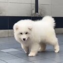 Samoyed Puppy For Sale (Imported from Vietnam) (019 - 480 6689 Grace) -0