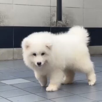 Samoyed Puppy For Sale (Imported from Vietnam) (019 - 480 6689 Grace) 